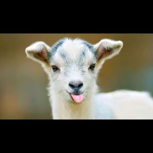 Meet your Posher, theflygoat